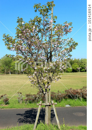 鎌足桜(木更津市) 101416914