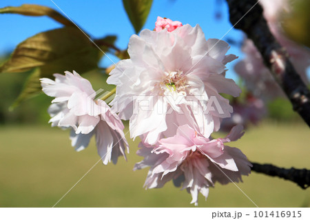 鎌足桜(木更津市) 101416915