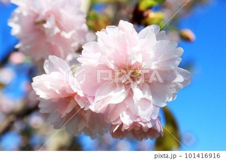 鎌足桜(木更津市) 101416916
