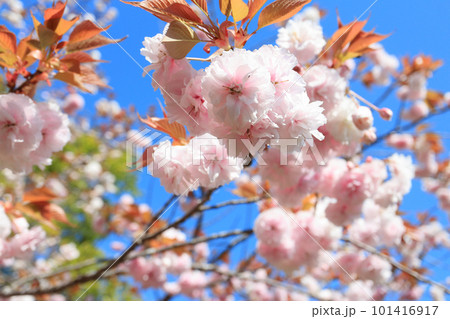 鎌足桜(木更津市) 101416917