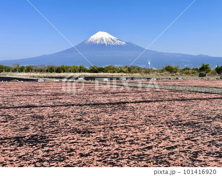 桜えびの天日干しと富士山 101416920