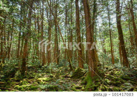 （山梨県）青木ヶ原樹海・深い森の中 101417083