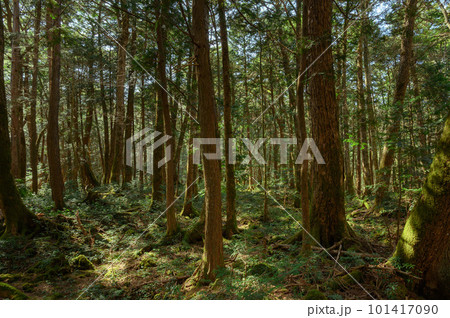 (山梨県)青木ヶ原樹海・深い森の中 (山梨県)青木ヶ原樹海・深い森の中 101417090