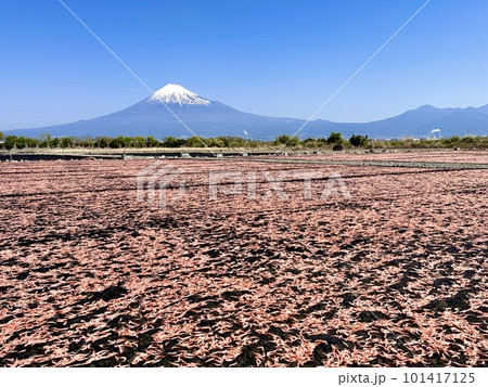 桜えびの天日干しと富士山 101417125