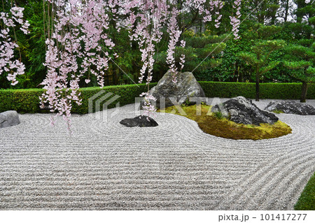 春の京都市退蔵院 陽の庭と枝垂れ桜 春の京都市退蔵院 陽の庭と枝垂れ桜 101417277