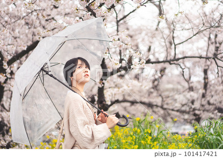 Young adult japanese woman and umbrella on rainy day with spring sakura cherry blossom 101417421