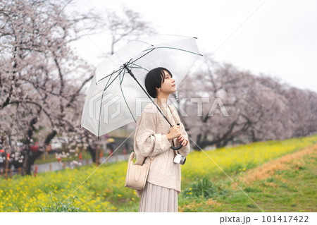 Young adult japanese woman and umbrella on rainy day with spring sakura cherry blossom 101417422