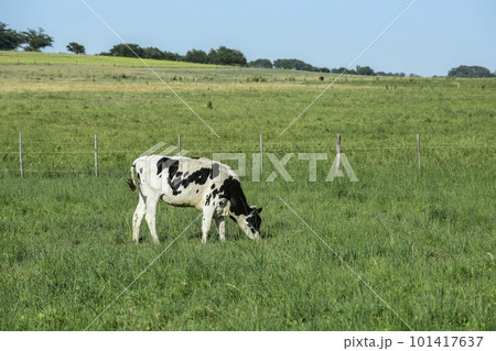 Cattle in Argentine countryside,La Pampa Province, Argentina. 101417637