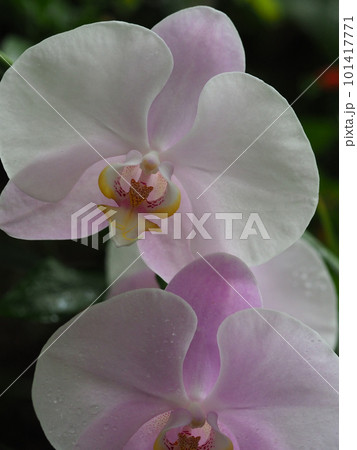 可憐なランの花 101417771
