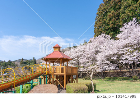 青空に映える満開の桜が咲く公園 青空に映える満開の桜が咲く公園 101417999