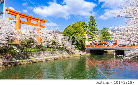 春の京都　平安神宮の大鳥居と桜満開の琵琶湖疏水 101418187