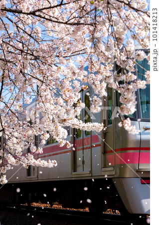 【名鉄小牧線】桜咲く小牧線沿線 【名鉄小牧線】桜咲く小牧線沿線 101418213
