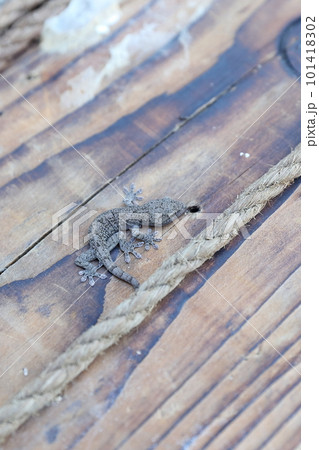 害虫を食べてくれる縁起がいいヤモリ 害虫を食べてくれる縁起がいいヤモリ 101418302