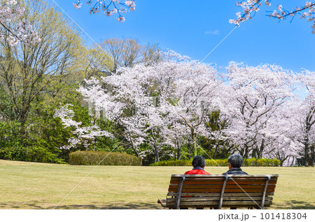 満開の桜をベンチに座ってみる老夫婦 満開の桜をベンチに座ってみる老夫婦 101418304