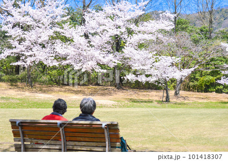 満開の桜をベンチに座ってみる老夫婦 101418307