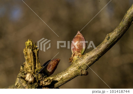 春を待ち厳しい冬を過ごすニワトコの芽・忍野 春を待ち厳しい冬を過ごすニワトコの芽・忍野 101418744