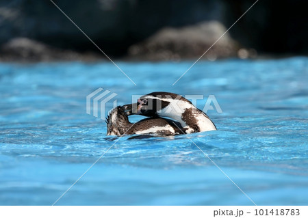 水面で羽繕いをするフンボルトペンギン 101418783