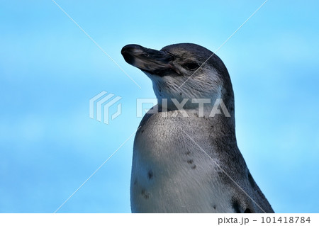 水色背景のフンボルトペンギンの子供 101418784