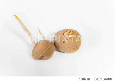 じゃが芋の種芋　キタアカリ 101418800