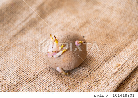 じゃが芋の種芋 キタアカリ じゃが芋の種芋 キタアカリ 101418801
