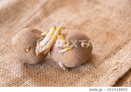 じゃが芋の種芋 キタアカリ じゃが芋の種芋 キタアカリ 101418802