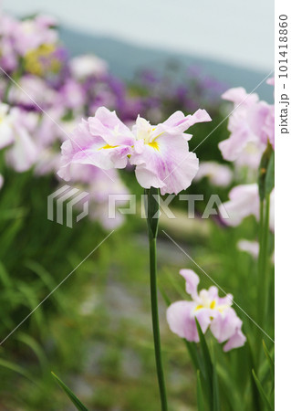 薄紫色の花菖蒲 薄紫色の花菖蒲 101418860