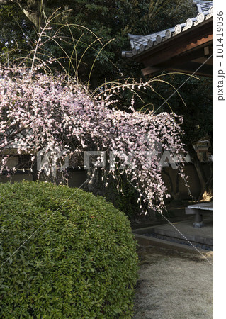 枝に当たる春の日が輝いている枝垂桜・谷中・天王寺 枝に当たる春の日が輝いている枝垂桜・谷中・天王寺 101419036
