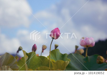 兵庫県姫路市夢前町置本のヤマサ蒲鉾株式会社の蓮池のハス 101419052