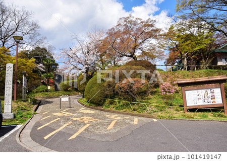 佐野市　城山公園（佐野城跡）散策路入口と満開桜と新緑 101419147