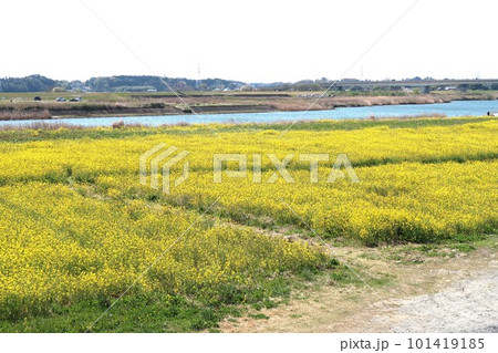 菜の花が咲く田舎の風景 101419185