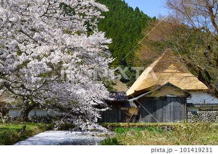 兵庫県朝来市生野町の左中の千年家の桜 兵庫県朝来市生野町の左中の千年家の桜 101419231