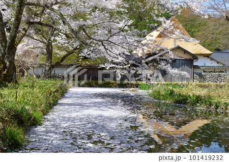 兵庫県朝来市生野町の左中の千年家の桜 101419232
