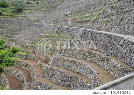 愛媛県宇和島市遊子水荷浦の段畑 101419242
