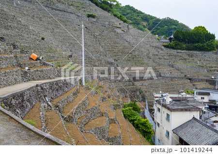 愛媛県宇和島市遊子水荷浦の段畑 愛媛県宇和島市遊子水荷浦の段畑 101419244