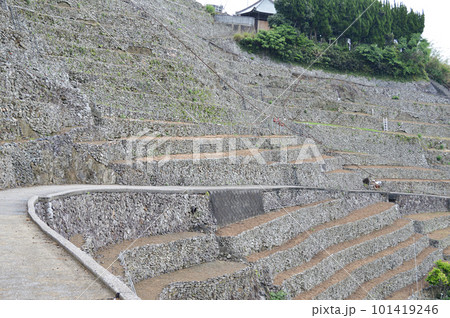 愛媛県宇和島市遊子水荷浦の段畑 101419246