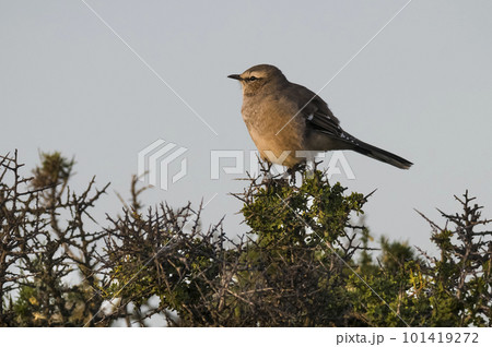 Patagonian Mockingbird, Peninsula Valdes,Patagonia, Argentina Patagonian Mockingbird, Peninsula Valdes,Patagonia, Argentina 101419272