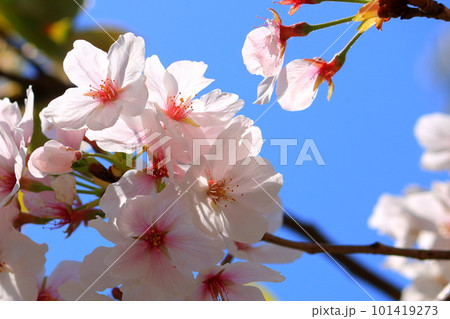 春 青空に映える満開の桜 春 青空に映える満開の桜 101419273