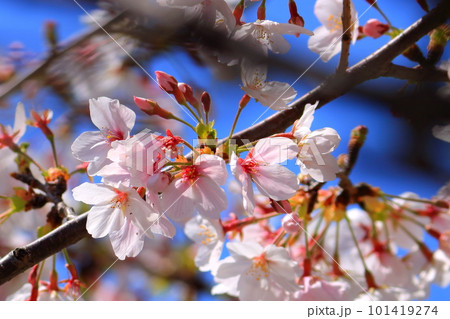 春　青空に映える満開の桜 101419274