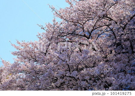 春 青空に映える満開の桜 春 青空に映える満開の桜 101419275