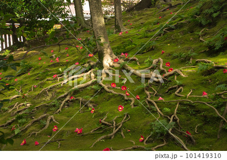 苔庭、木の根、落花した椿 101419310