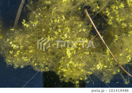 越冬した浮草が芽吹き始める早春の沼・忍野村 101419486