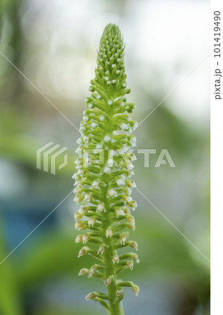 名前の由来通り上部の花は白色に最下部の花が黄色になったキンギンソウ 101419490