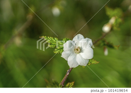 葉がカエデに似た黄色い実をつけるモミジイチゴの白い花・クローズアップ 葉がカエデに似た黄色い実をつけるモミジイチゴの白い花・クローズアップ 101419654