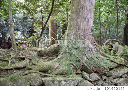 苔むした木の根 101420143