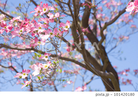 ピンクの花水木と青空 ピンクの花水木と青空 101420180