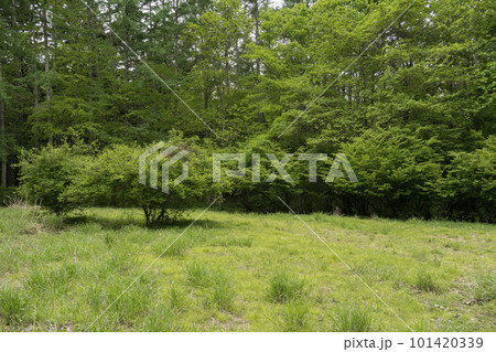 緑が薫る草原に自生するサンショウバラとカラマツ林・忍野村 緑が薫る草原に自生するサンショウバラとカラマツ林・忍野村 101420339