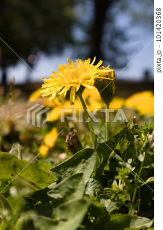 沢山咲いている可愛い黄色のたんぽぽ畑 101420368