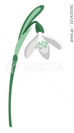 Single white snowdrop flat style isolated on white background 101420391