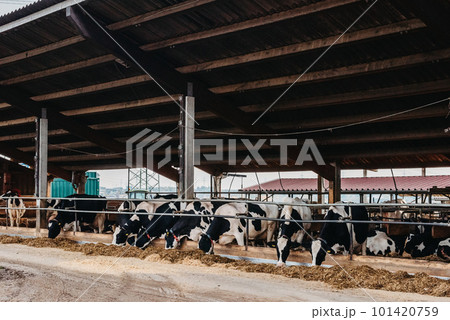 Calf cow in cage, caring on bio farm farming, feed hay grass silage pets, dairy cattle breeds, cowshed feeding. Fleckvieh breed, happy dairy cows of sustainable development. Suitable for both milk 101420759