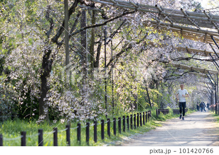 桜の咲いている、京都の鴨川沿いの半木の道をジョギングする中高年男性 101420766